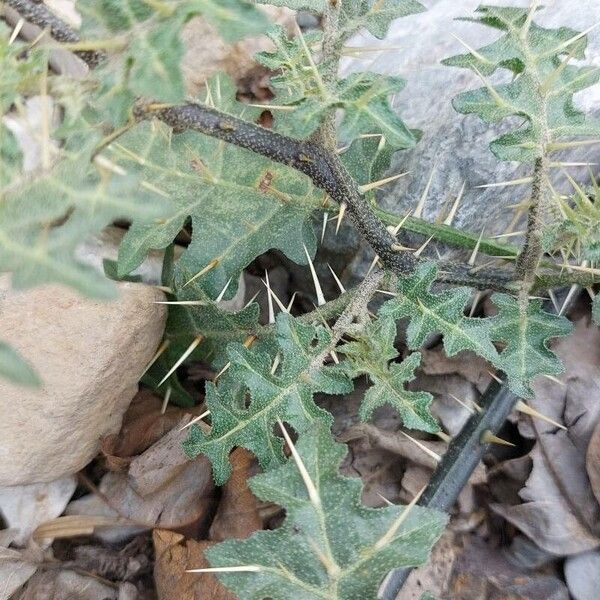 Solanum virginianum Blad