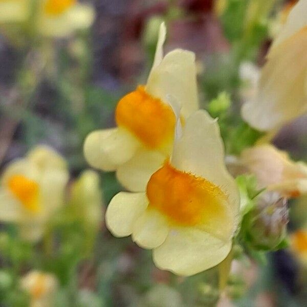 Linaria vulgaris Kvet