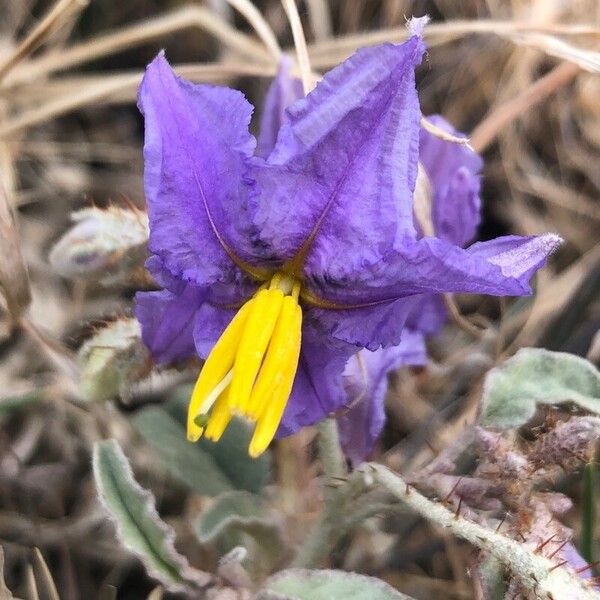 Solanum elaeagnifolium Flor