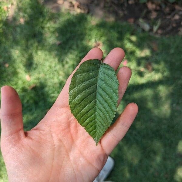 Alnus acuminata Levél