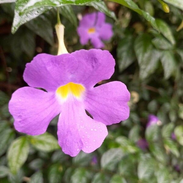 Thunbergia erecta Fleur