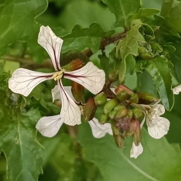 Eruca sativa Flower