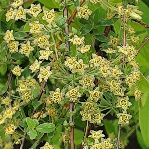 Spiraea thunbergii ফল