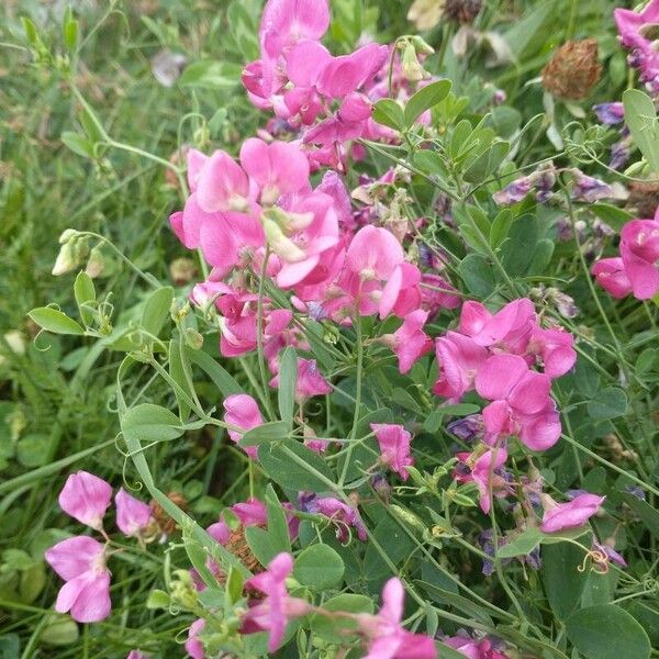 Lathyrus tuberosus Flor