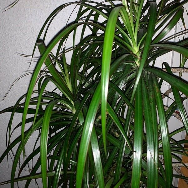 Dracaena reflexa 葉