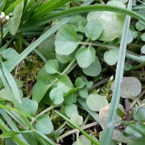 Cardamine parviflora Лист