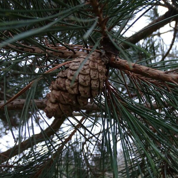 Pinus densiflora Fruchs