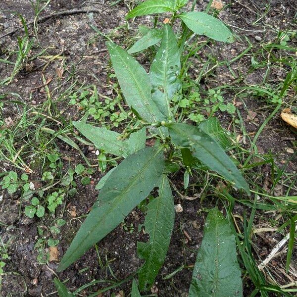 Persicaria hydropiper Hábito