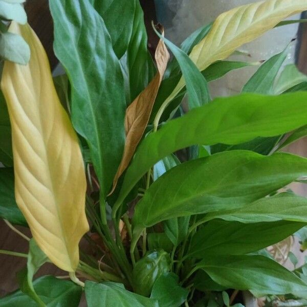 Spathiphyllum floribundum 葉