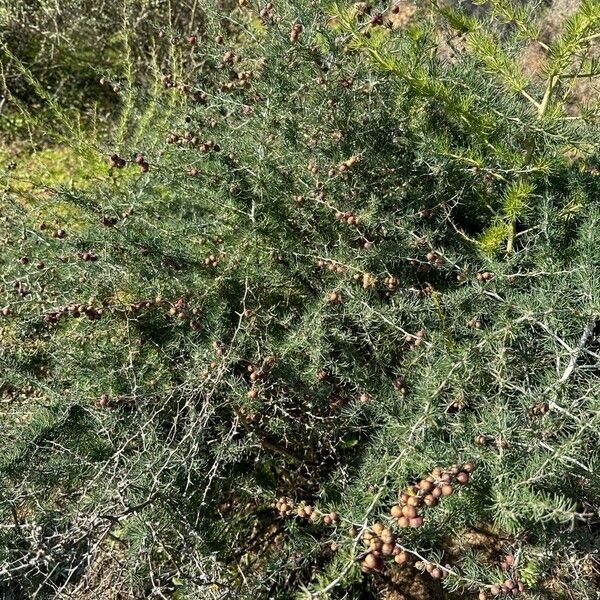 Asparagus albus Celota