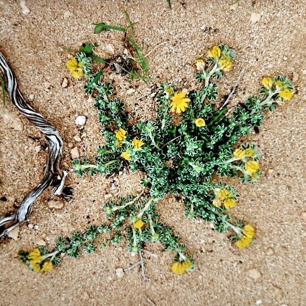 Medicago marina Blomst