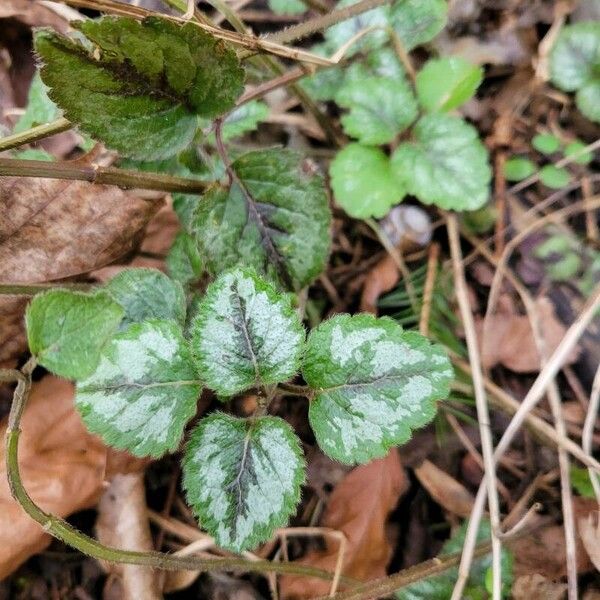 Lamium galeobdolon Blad