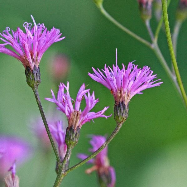 Vernonia gigantea Blüte