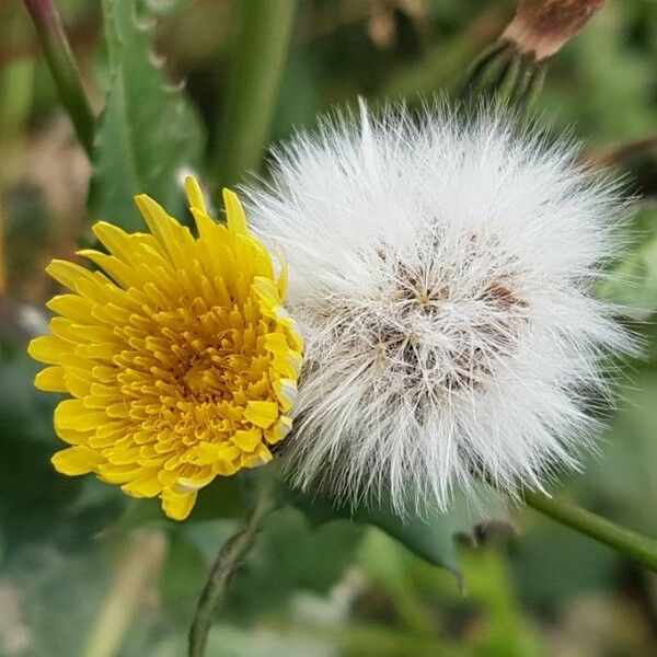 Sonchus oleraceus Flower