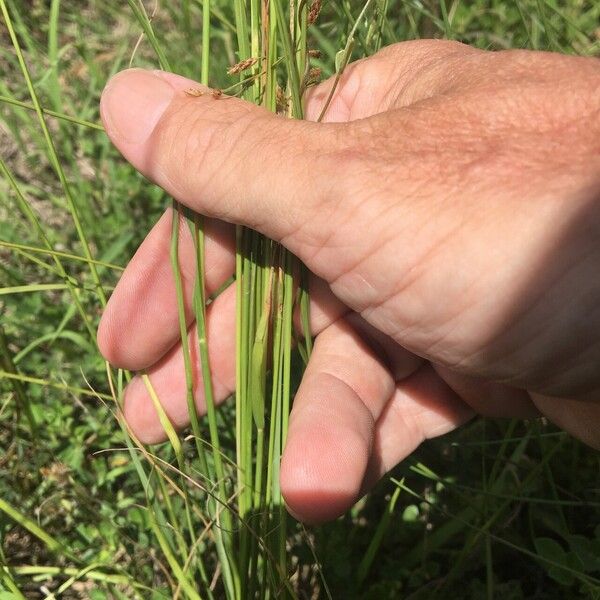 Sporobolus pyramidalis Alkat (teljes növény)