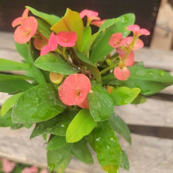 Euphorbia milii Kvet