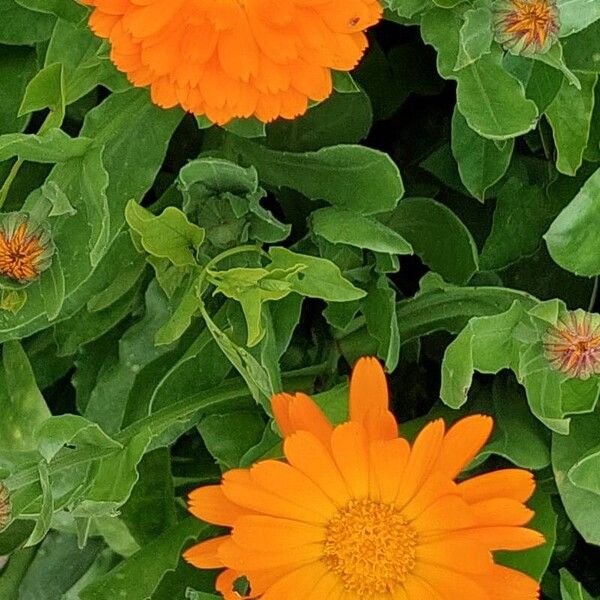 Calendula officinalis Habitus