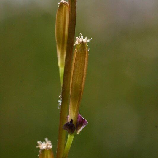 Triglochin palustris ᱮᱴᱟᱜ