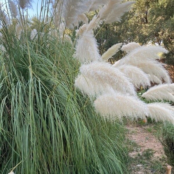 Cortaderia selloana Blad