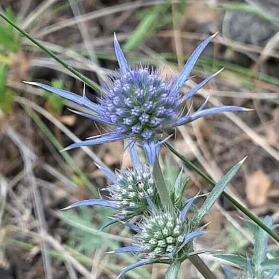 Eryngium amethystinum 花