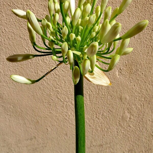 Agapanthus umbellatus Blüte