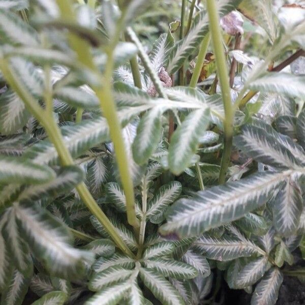 Pteris ensiformis Leaf