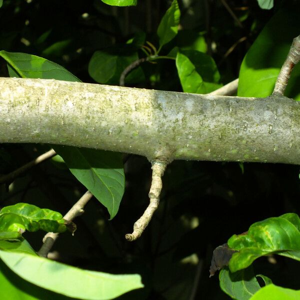 Magnolia acuminata Bark