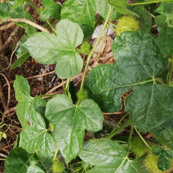 Passiflora foetida Feuille