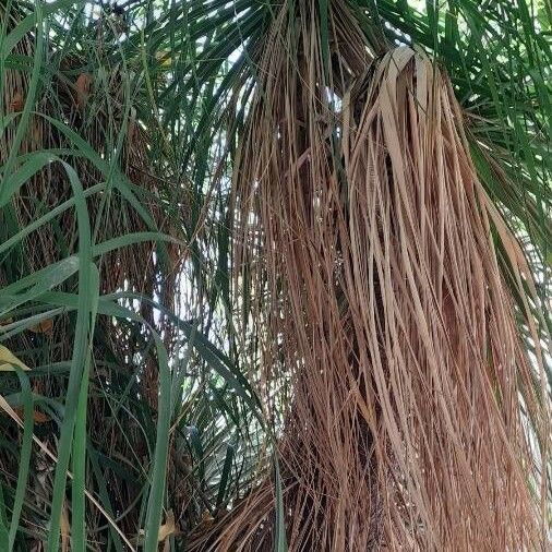 Beaucarnea recurvata Blad