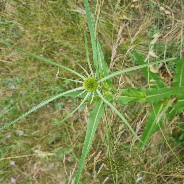 Dipsacus fullonum Blomma