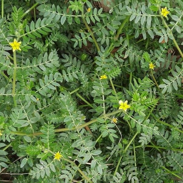 Tribulus terrestris Floro