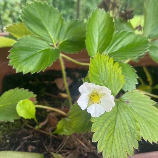 Fragaria viridis Flors