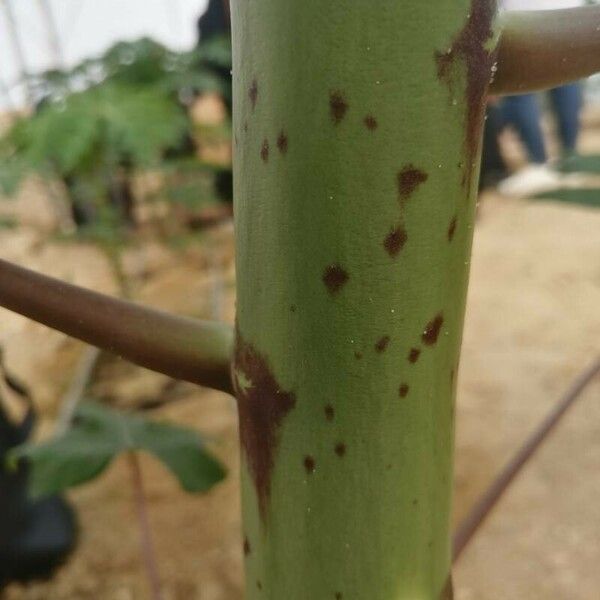 Carica papaya кора