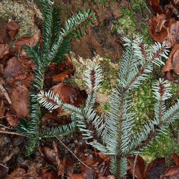 Abies alba Leaf