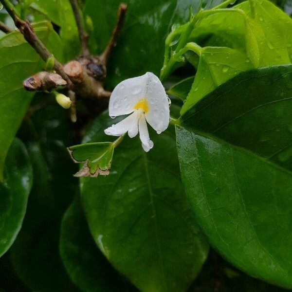Baphia nitida Flor