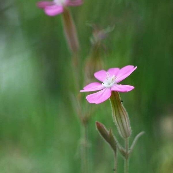 Silene conica फूल