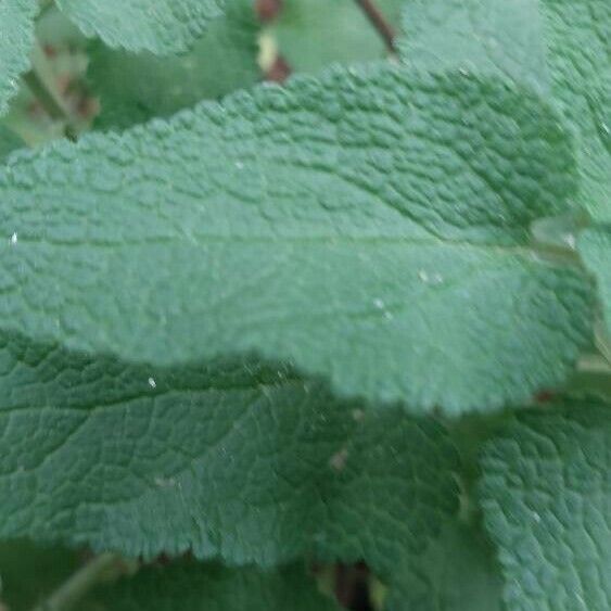 Teucrium scorodonia Hoja