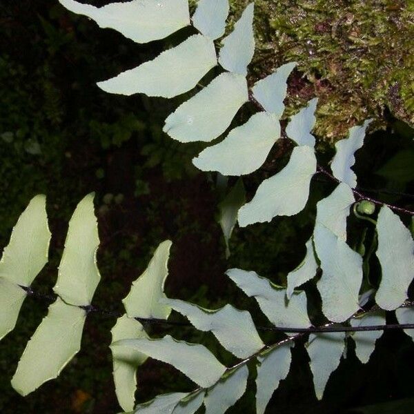 Adiantum petiolatum Leaf