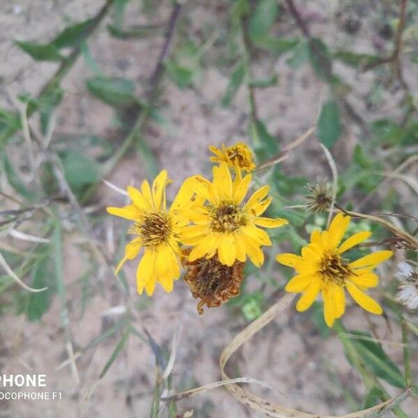 Heterotheca subaxillaris Floare