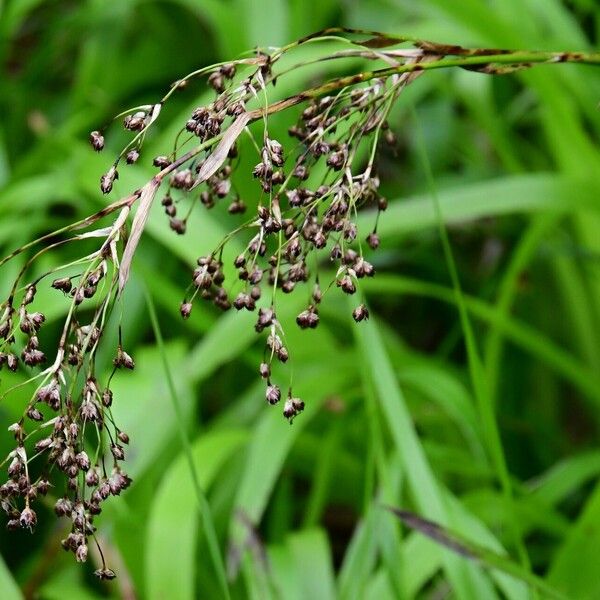 Luzula sylvatica Flower