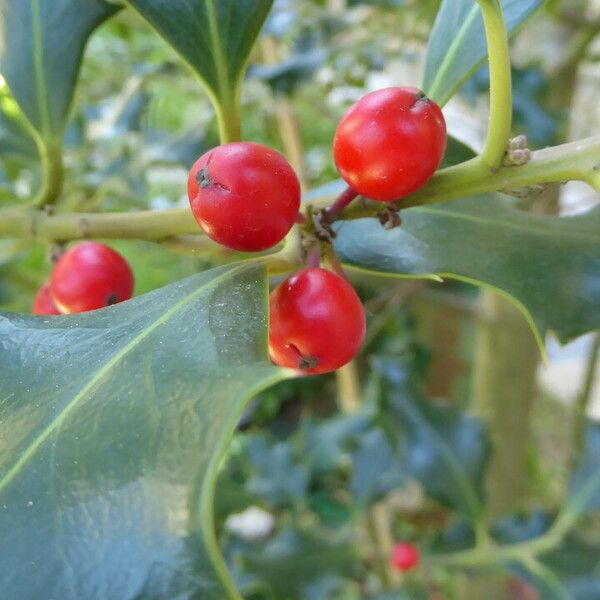 Ilex aquifolium 果實