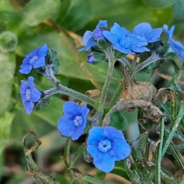 Cynoglossum amabile Λουλούδι