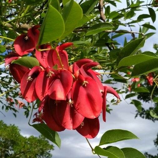 Erythrina crista-galli Çiçek