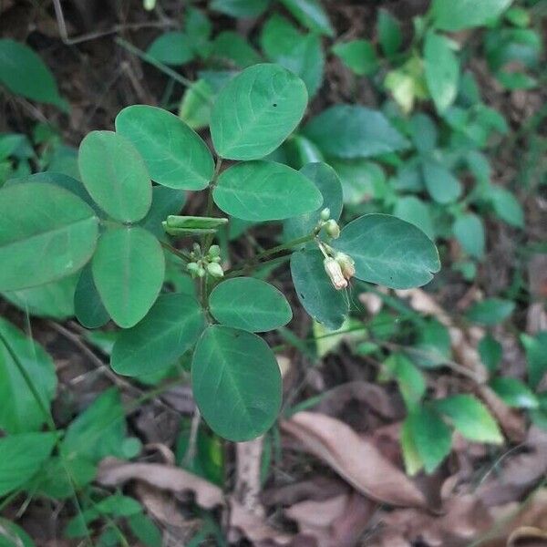 Oxalis barrelieri ফুল