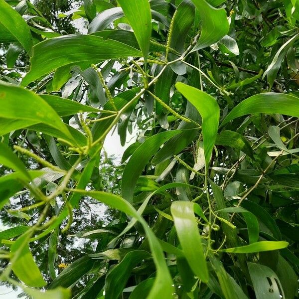 Acacia auriculiformis Листок