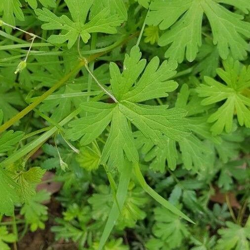 Geranium carolinianum Leht