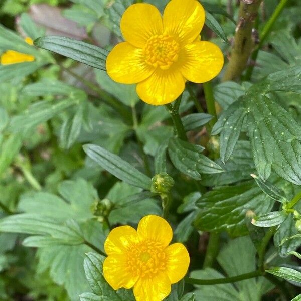 Ranunculus repens Květ