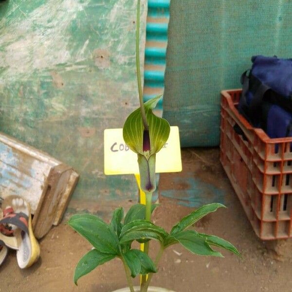 Arisaema tortuosum Virág