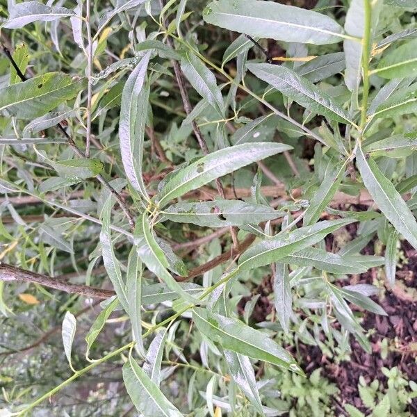 Salix irrorata برگ