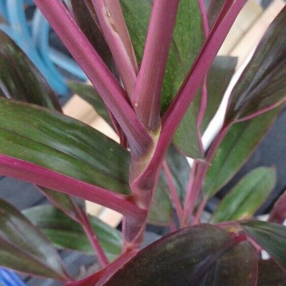 Cordyline fruticosa Kéreg